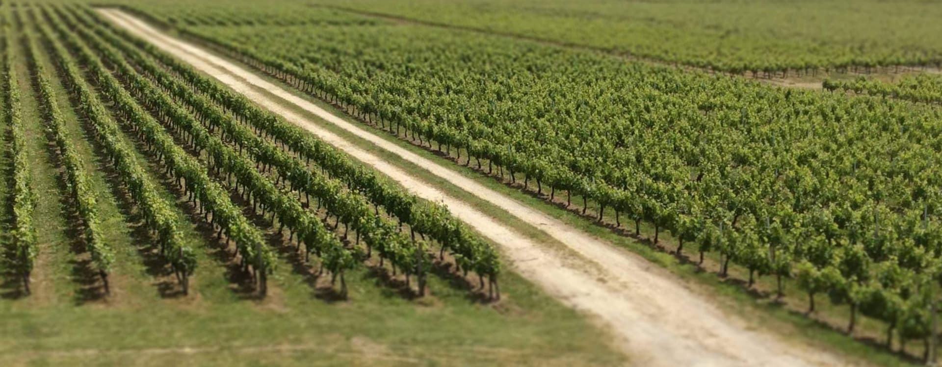 Les vignes du Château du Hâ vues de hauteur