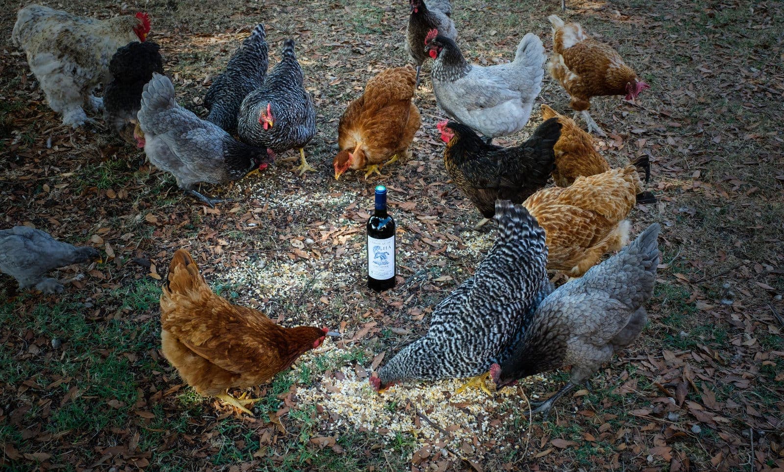 Poules picorant autour d'une bouteille de Château du Hâ