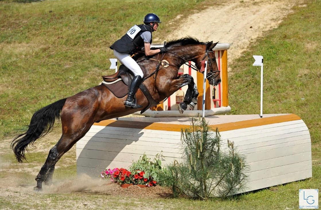 Un cheval de l'élevage saute un obstacle en compétition