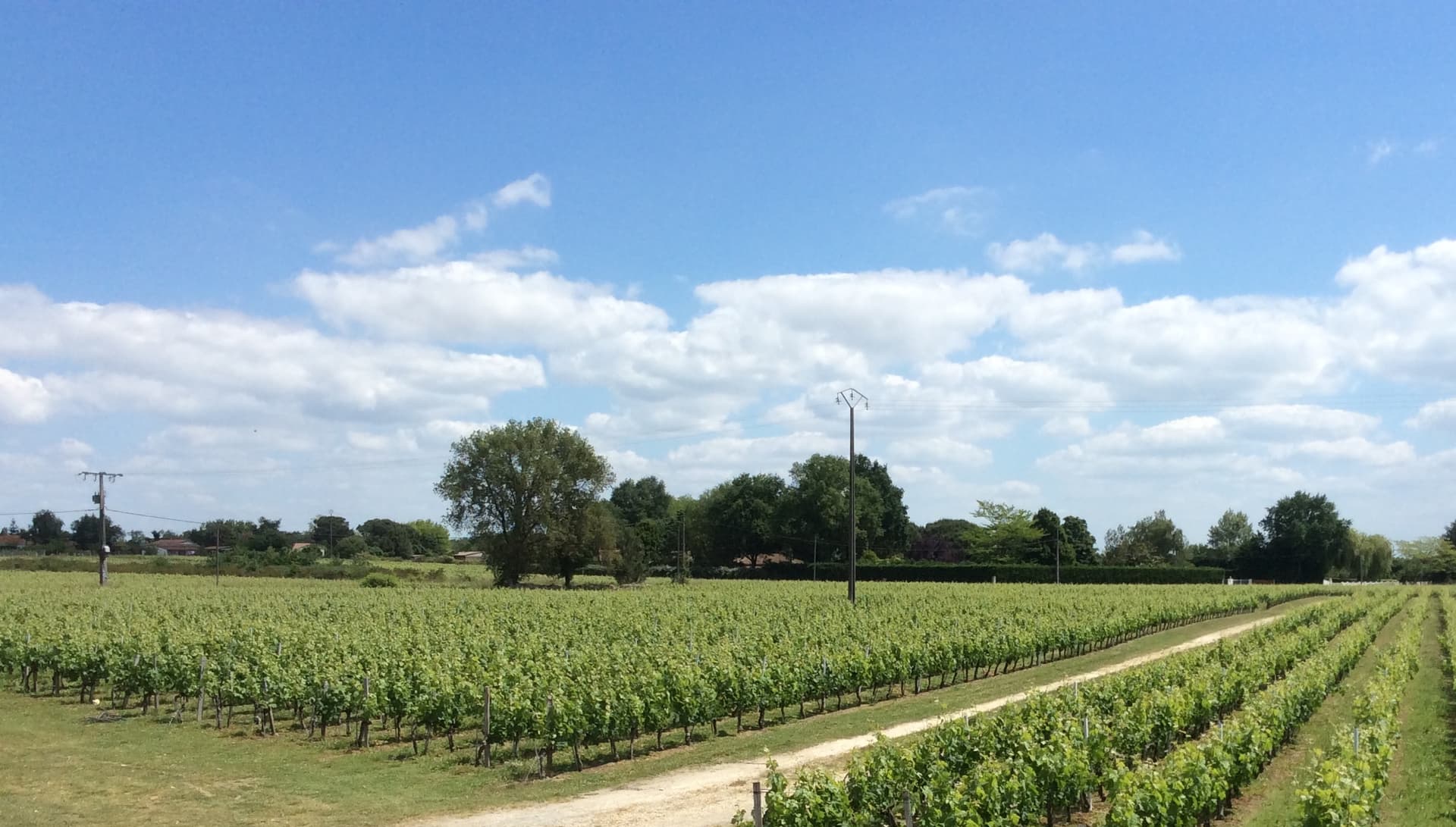 Vue du vignoble du Château du Hâ